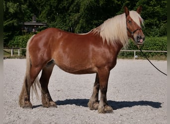 Weitere Kaltblüter, Stute, 14 Jahre, 155 cm, Fuchs