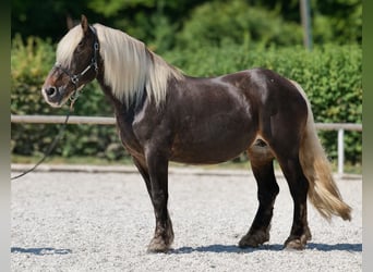 Weitere Kaltblüter, Stute, 14 Jahre, 158 cm, Dunkelfuchs