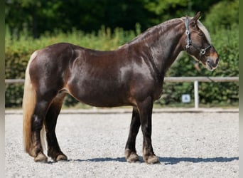 Weitere Kaltblüter, Stute, 14 Jahre, 158 cm, Dunkelfuchs