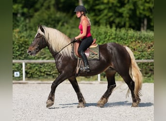 Weitere Kaltblüter, Stute, 14 Jahre, 158 cm, Dunkelfuchs