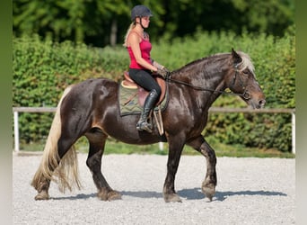 Weitere Kaltblüter, Stute, 14 Jahre, 158 cm, Dunkelfuchs