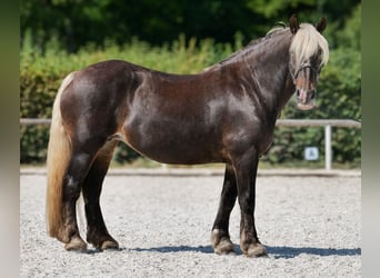 Weitere Kaltblüter, Stute, 14 Jahre, 158 cm, Dunkelfuchs