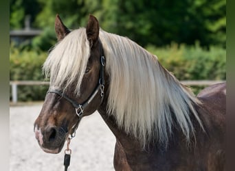 Weitere Kaltblüter, Stute, 14 Jahre, 158 cm, Dunkelfuchs