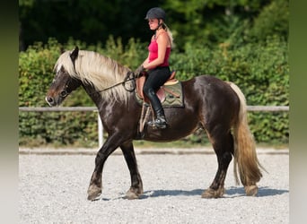 Weitere Kaltblüter, Stute, 14 Jahre, 158 cm, Dunkelfuchs