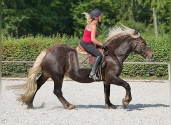 Weitere Kaltblüter, Stute, 14 Jahre, 158 cm, Dunkelfuchs