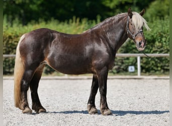 Weitere Kaltblüter, Stute, 14 Jahre, 158 cm, Dunkelfuchs