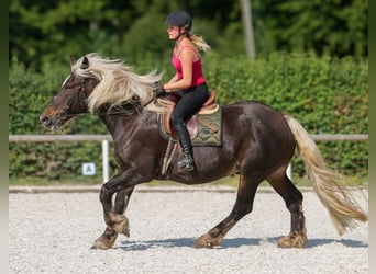 Weitere Kaltblüter, Stute, 14 Jahre, 158 cm, Dunkelfuchs