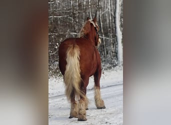 Weitere Kaltblüter, Stute, 15 Jahre, 164 cm, Dunkelbrauner