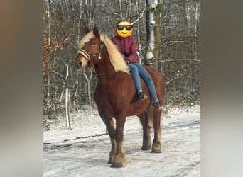 Weitere Kaltblüter, Stute, 15 Jahre, 164 cm, Dunkelbrauner