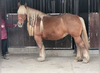 Weitere Kaltblüter, Stute, 18 Jahre, 153 cm, Falbe