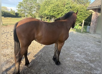 Weitere Kaltblüter Mix, Stute, 2 Jahre, 145 cm, Dunkelbrauner