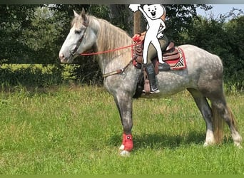 Weitere Kaltblüter, Stute, 3 Jahre, 154 cm, Apfelschimmel
