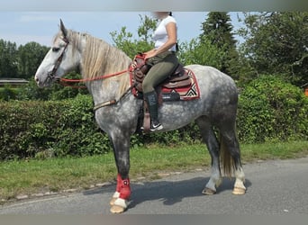 Weitere Kaltblüter, Stute, 3 Jahre, 154 cm, Apfelschimmel