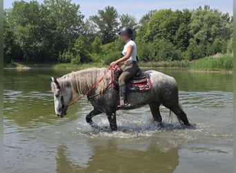 Weitere Kaltblüter, Stute, 3 Jahre, 154 cm, Apfelschimmel