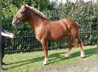 Weitere Kaltblüter, Stute, 3 Jahre, 154 cm