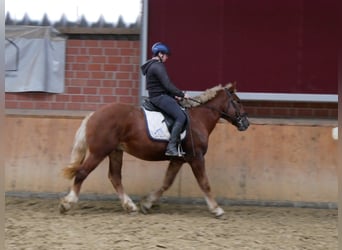Weitere Kaltblüter, Stute, 3 Jahre, 154 cm