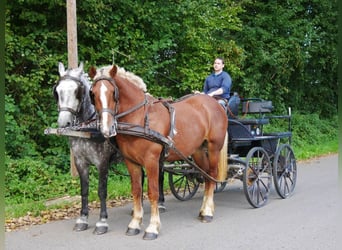 Weitere Kaltblüter, Stute, 3 Jahre, 154 cm