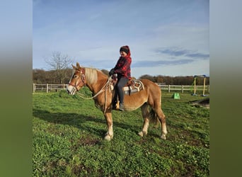Weitere Kaltblüter, Stute, 3 Jahre, 158 cm, Fuchs