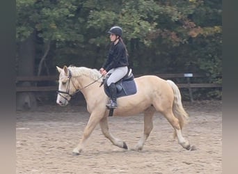 Weitere Kaltblüter, Stute, 3 Jahre, 160 cm, Palomino