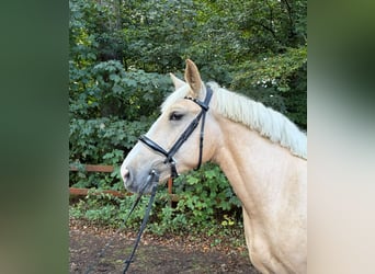 Weitere Kaltblüter, Stute, 3 Jahre, 160 cm, Palomino