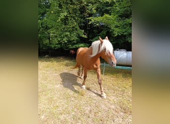 Weitere Kaltblüter, Stute, 3 Jahre, 176 cm, Fuchs
