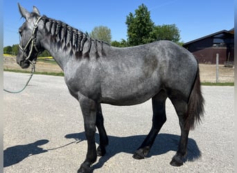 Weitere Kaltblüter, Stute, 4 Jahre, 148 cm, Apfelschimmel