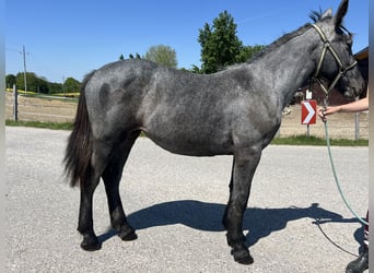 Weitere Kaltblüter, Stute, 4 Jahre, 148 cm, Apfelschimmel