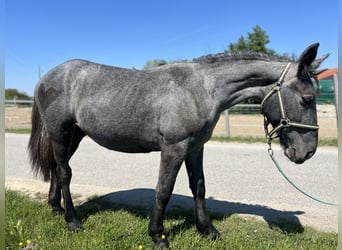 Weitere Kaltblüter, Stute, 4 Jahre, 148 cm, Apfelschimmel