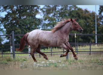 Weitere Kaltblüter, Stute, 4 Jahre, 152 cm, Roan-Red
