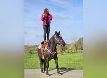 Weitere Kaltblüter Mix, Stute, 4 Jahre, 153 cm, Rappe