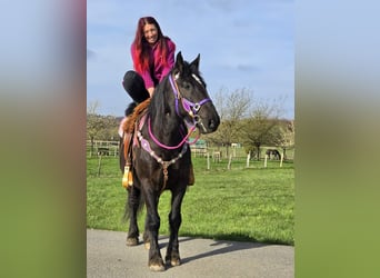 Weitere Kaltblüter Mix, Stute, 4 Jahre, 153 cm, Rappe