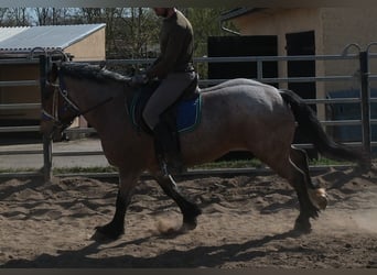 Weitere Kaltblüter, Stute, 4 Jahre, 155 cm, Braunfalbschimmel
