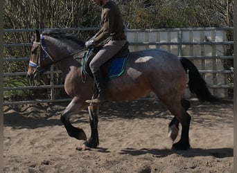 Weitere Kaltblüter, Stute, 4 Jahre, 155 cm, Braunfalbschimmel