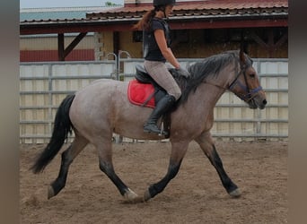 Weitere Kaltblüter Mix, Stute, 4 Jahre, 155 cm, Braunfalbschimmel