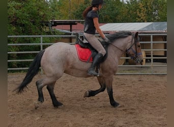 Weitere Kaltblüter Mix, Stute, 4 Jahre, 155 cm, Braunfalbschimmel