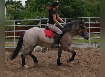 Weitere Kaltblüter Mix, Stute, 4 Jahre, 155 cm, Braunfalbschimmel