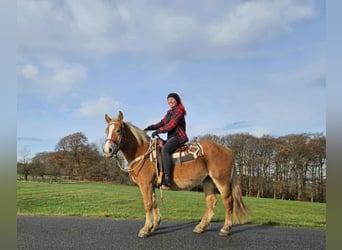 Weitere Kaltblüter, Stute, 4 Jahre, 158 cm, Fuchs