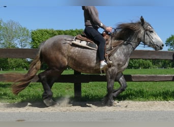 Weitere Kaltblüter, Stute, 4 Jahre, 162 cm, Apfelschimmel