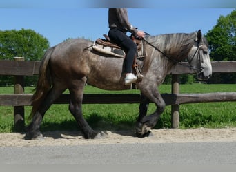 Weitere Kaltblüter, Stute, 4 Jahre, 162 cm, Apfelschimmel