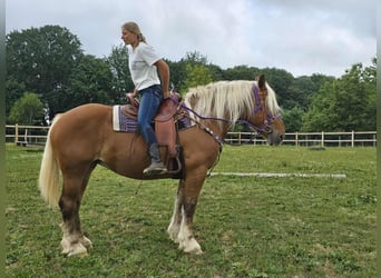 Weitere Kaltblüter, Stute, 4 Jahre, 163 cm, Fuchs
