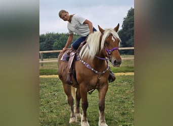 Weitere Kaltblüter, Stute, 4 Jahre, 163 cm, Fuchs