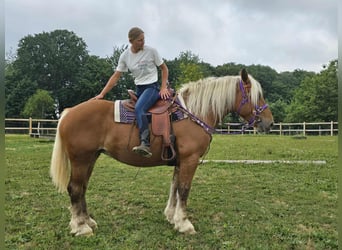 Weitere Kaltblüter, Stute, 4 Jahre, 163 cm, Fuchs