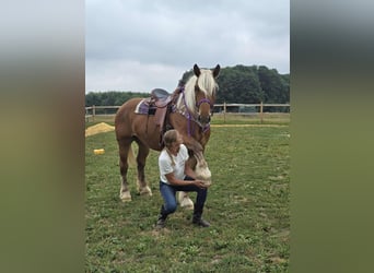 Weitere Kaltblüter, Stute, 4 Jahre, 163 cm, Fuchs