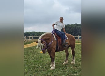 Weitere Kaltblüter, Stute, 4 Jahre, 163 cm, Fuchs