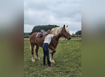 Weitere Kaltblüter, Stute, 4 Jahre, 163 cm, Fuchs