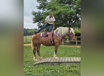 Weitere Kaltblüter, Stute, 4 Jahre, 163 cm, Fuchs