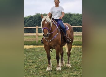 Weitere Kaltblüter, Stute, 4 Jahre, 163 cm, Fuchs