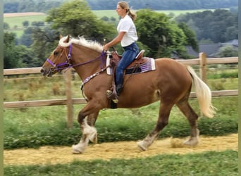 Weitere Kaltblüter, Stute, 4 Jahre, 163 cm, Fuchs