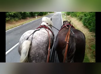 Weitere Kaltblüter, Stute, 4 Jahre, 165 cm, Apfelschimmel