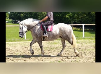 Weitere Kaltblüter, Stute, 4 Jahre, 165 cm, Apfelschimmel